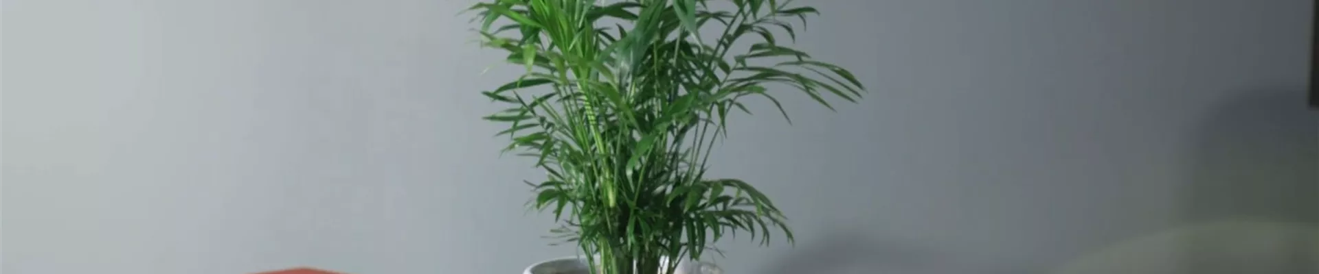 Zimmerpflanzenportrait -Berpalme (Thumbnail)