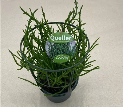 Otten`s Queller (Salzkraut)