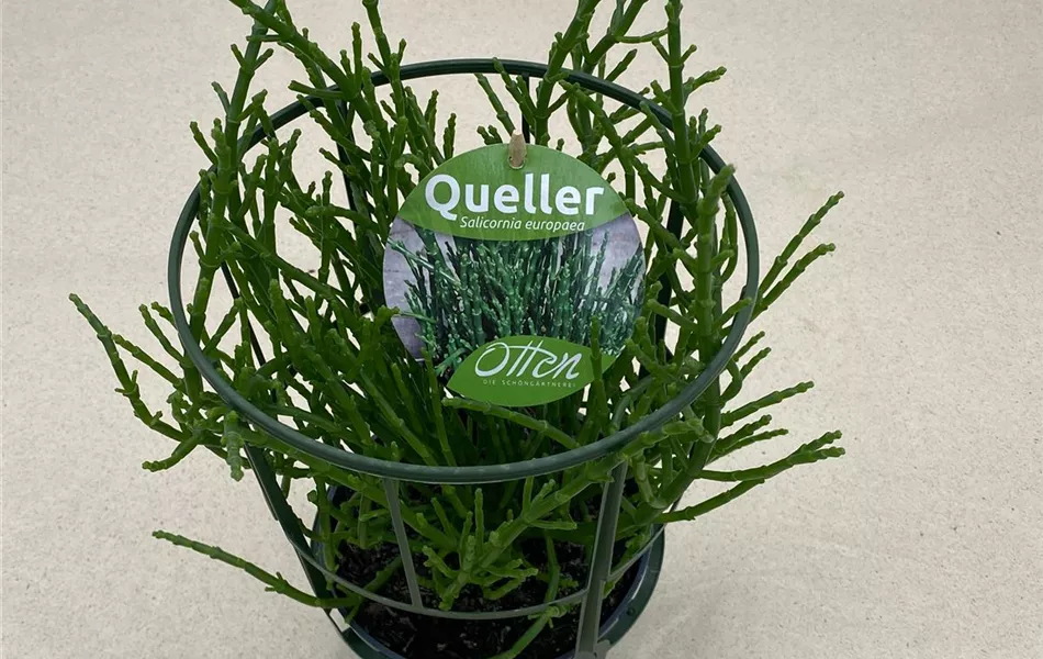 Otten`s Queller (Salzkraut)