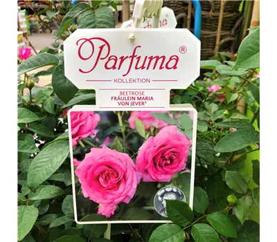Duftrose "Fräulein Maria von Jever"  Duftrose "Fräulein Maria von Jever"