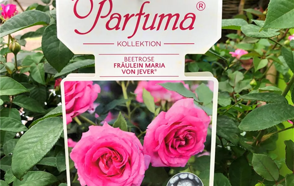 Duftrose "Fräulein Maria von Jever" 