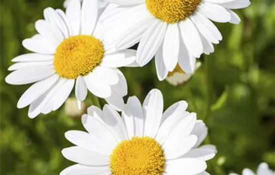 Argyranthemum frutescens Argyranthemum frutescens
