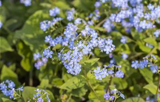 Brunnera macrophylla Brunnera macrophylla