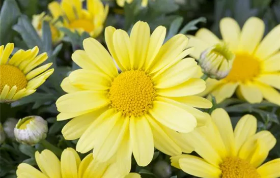 Argyranthemum frutescens, gelb Argyranthemum frutescens, gelb