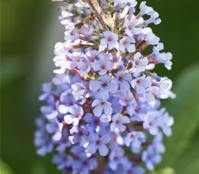 Buddleja BUZZ™
