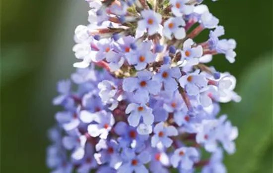 Buddleja BUZZ™ Buddleja BUZZ™