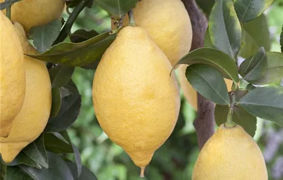 Citrus limon Citrus limon