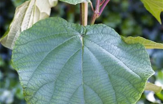 Actinidia chinensis 'Atlas' Actinidia chinensis 'Atlas'