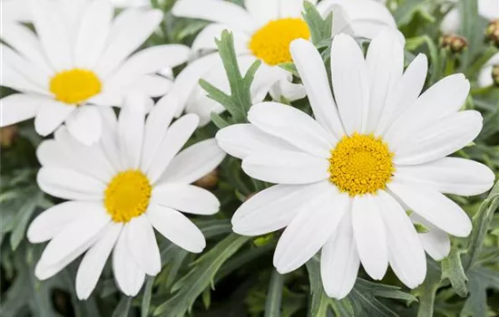 Argyranthemum frutescens, weiß Argyranthemum frutescens, weiß