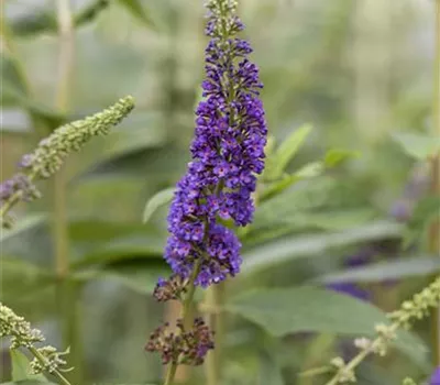 Buddleja davidii 'Empire Blue'