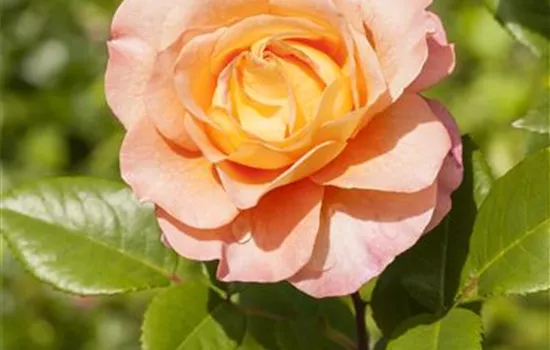 ADR-Rosen ADR-Rosen