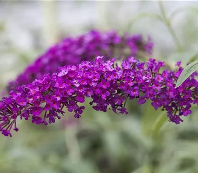 Buddleja davidii 'Royal Red'