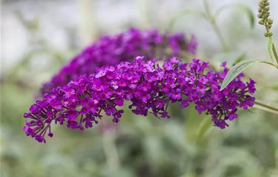 Buddleja davidii 'Royal Red' Buddleja davidii 'Royal Red'