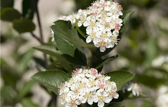 Aronia melanocarpa Aronia melanocarpa