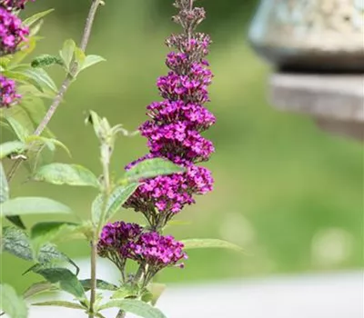Buddleja davidii 'Summer Kids'®