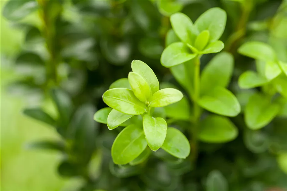 Buxus sempervirens