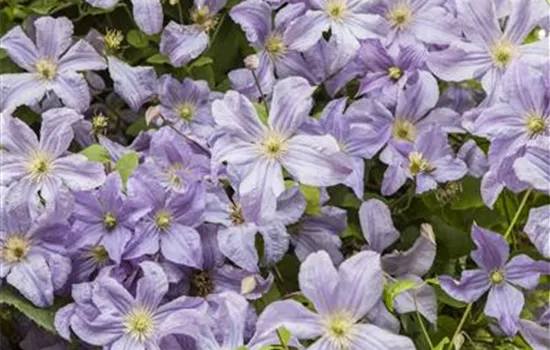 Clematis viticella Clematis viticella