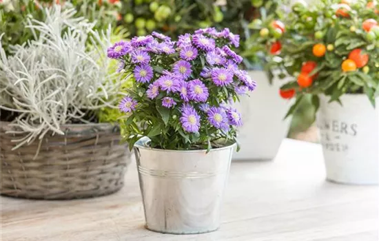 Aster dumosus, blau Aster dumosus, blau