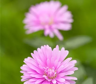 Aster dumosus, rosa
