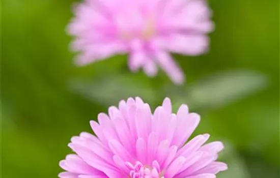 Aster dumosus, rosa Aster dumosus, rosa