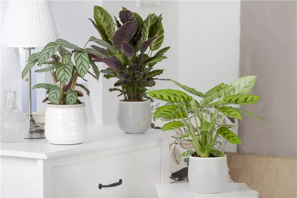 bonsai kaufen mnchen Ficus microcarpa 'Ginseng' Bonsai kaufen