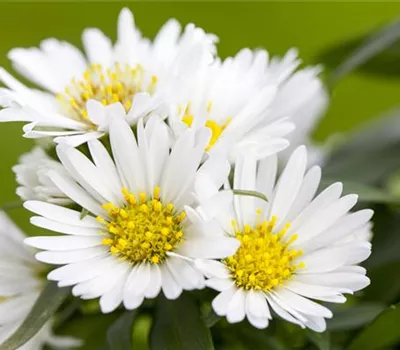 Aster dumosus, weiß