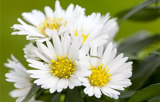 Aster dumosus, weiß Aster dumosus, weiß