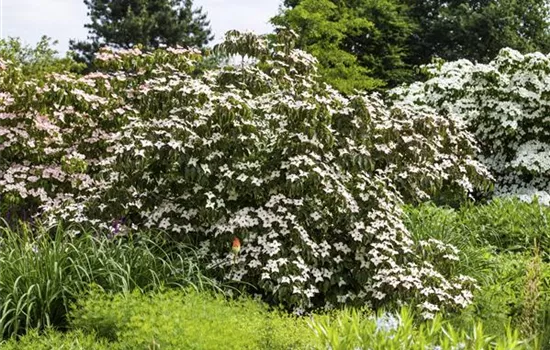 Cornus kousa 'Cappuccino'® Cornus kousa 'Cappuccino'®