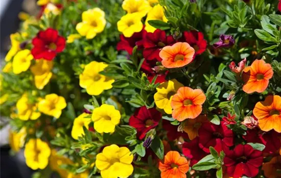 Calibrachoa Calibrachoa