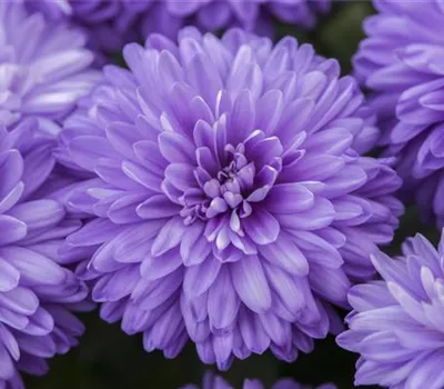 Aster novi-belgii, blau