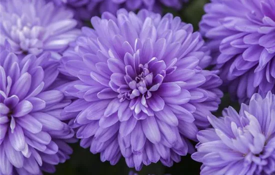 Aster novi-belgii, blau Aster novi-belgii, blau