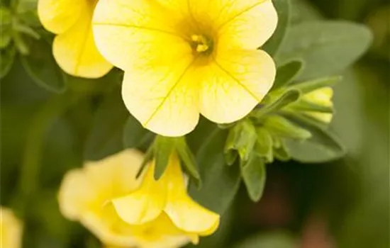 Calibrachoa 'Celebration'® Calibrachoa 'Celebration'®
