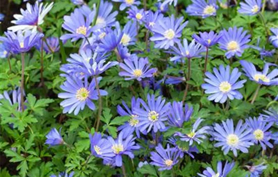 Anemone blanda Anemone blanda