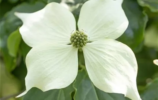 Cornus kousa 'Venus'® Cornus kousa 'Venus'®