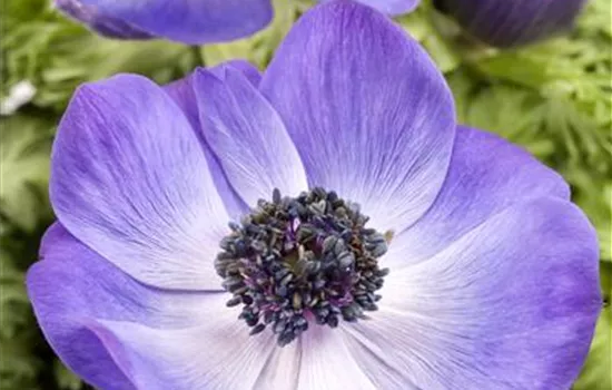 Anemone coronaria Anemone coronaria