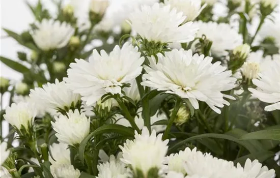 Aster novi-belgii, weiß Aster novi-belgii, weiß