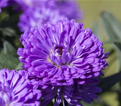 Aster 'Victoria'®