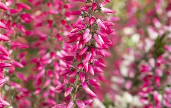 Calluna 'Beauty Ladies'® Calluna 'Beauty Ladies'®