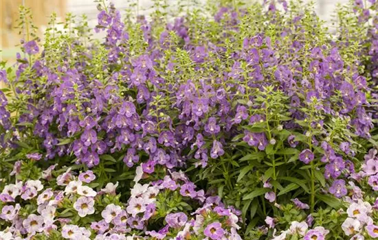 Angelonia hybrid Angelonia hybrid